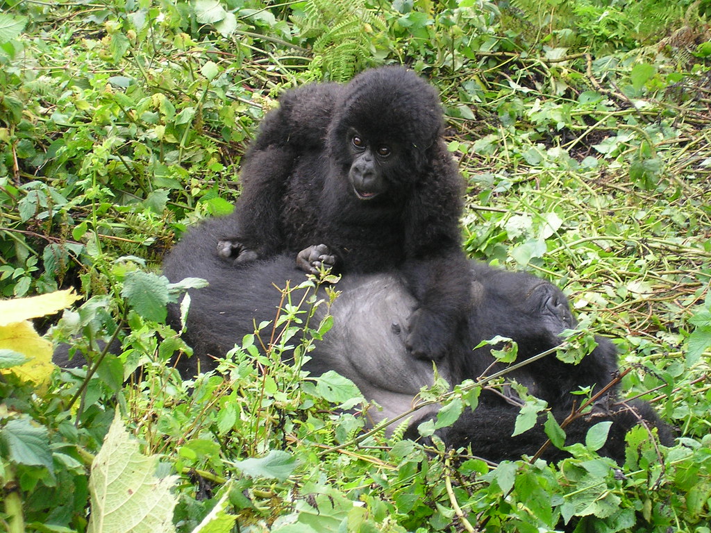 4-Day Rwanda Mountain Gorilla and Golden Monkey Safari